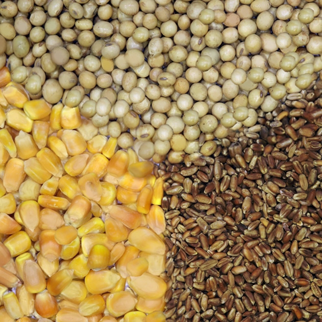 Soybean, Wheat and Corn 1
